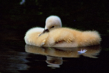 Photo Eau oiseau aile animal