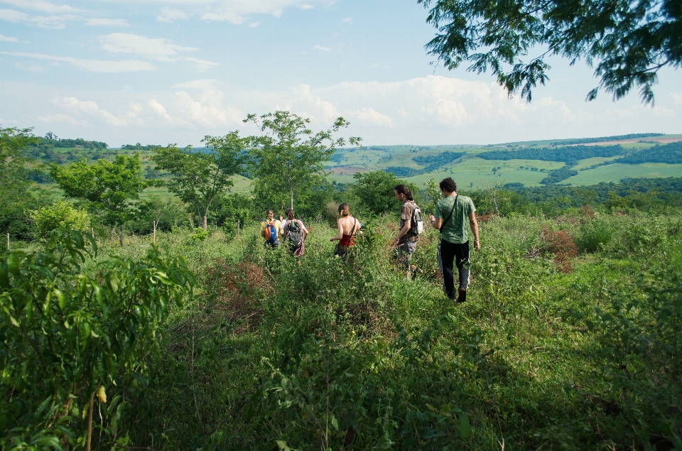 Pohon alam hutan rumput