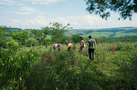 Foto Pohon alam hutan rumput