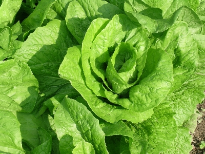 Leaf food salad green Photo