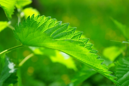 Grass branch light plant Photo