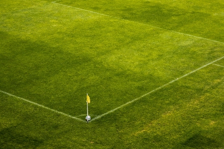 Grass structure plant sport Photo