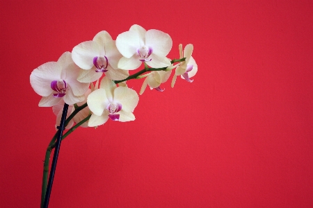 Nature branch blossom plant Photo