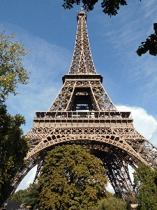 Tree building eiffel tower paris Photo