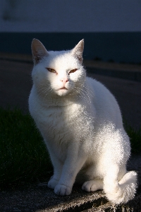 Sun white animal pet Photo