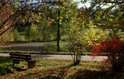 Landscape tree nature forest Photo