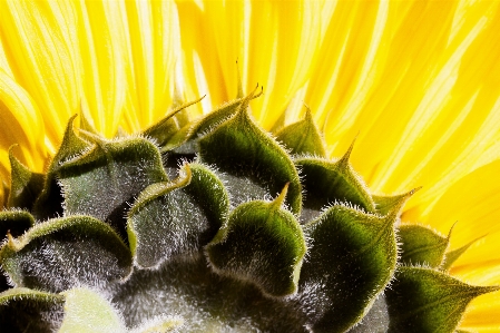 Nature blossom plant photography Photo