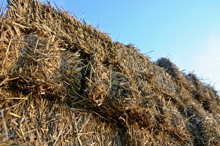 Nature grass plant hay Photo