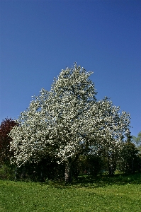 Landscape tree nature branch Photo