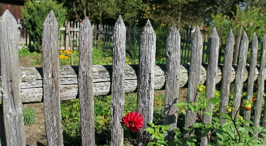 Tree fence plant wood Photo