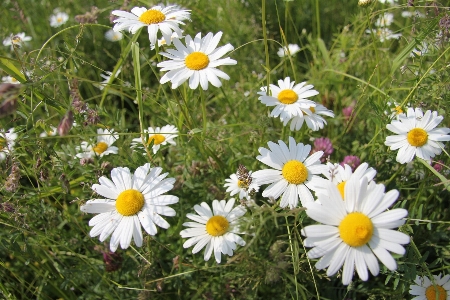 Plant field lawn meadow Photo