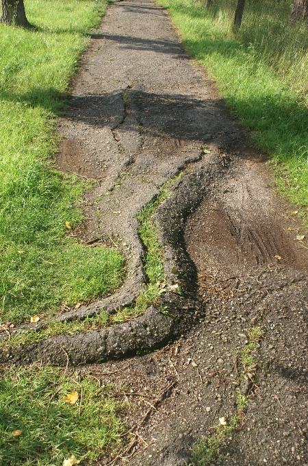 Jalur rumput melacak halaman