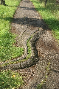 Path grass track lawn Photo