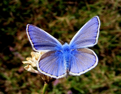 Foto Natureza asa flor inseto