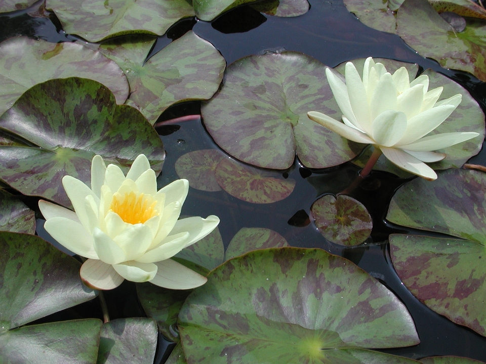 Acqua natura fiore pianta