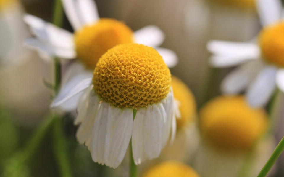 Nature fleurir usine fleur