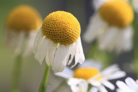 自然 花 植物 写真撮影 写真