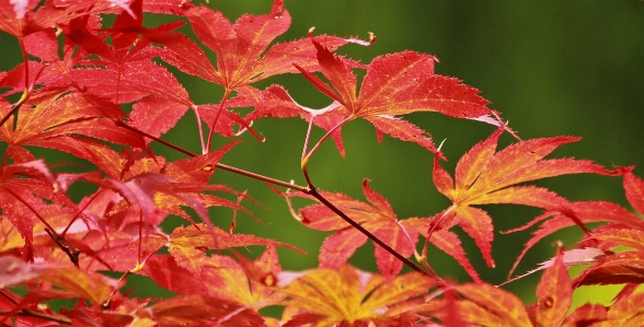 Tree nature branch plant Photo