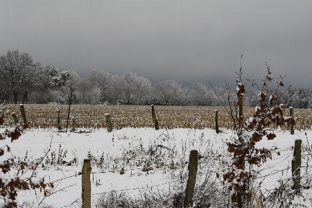 Landscape tree forest snow Photo