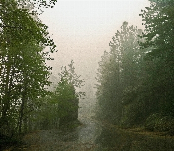 Foto Lanskap pohon alam hutan