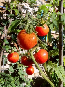 自然 植物 フルーツ 花 写真