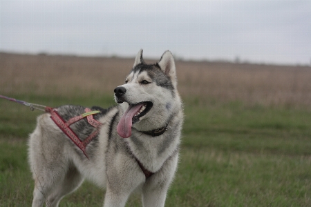 Dog mammal husky vertebrate Photo