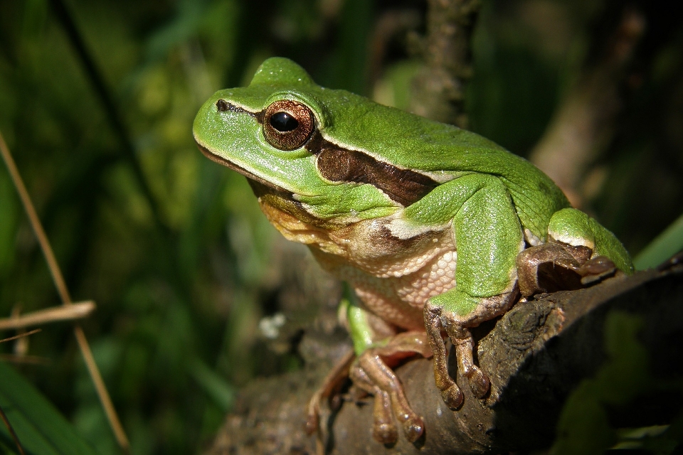 Naturaleza fauna silvestre arbusto verde