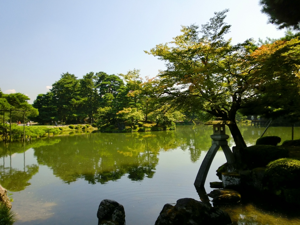 Landscape tree water nature