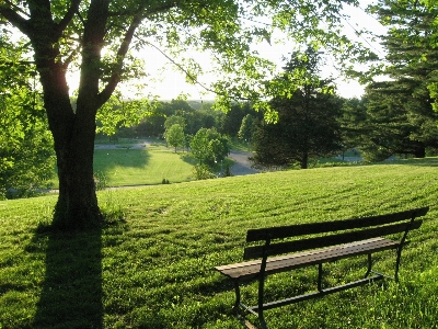 Tree grass plant bench Photo