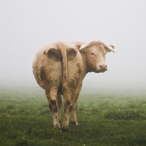 Nature grass fog mist Photo