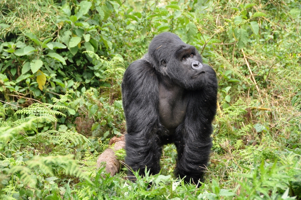 Faune zoo mammifère singe