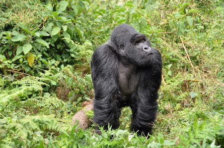 Foto Animais selvagens jardim zoológico mamífero macaco