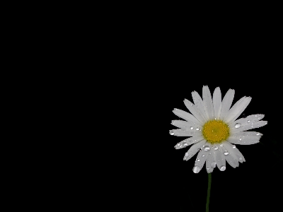 水 花 黒と白
 植物 写真