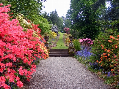 Tree path grass blossom Photo