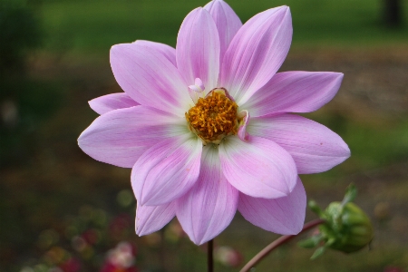 Blossom plant flower petal Photo