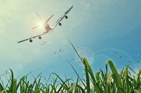 草 空 風 航空機 写真