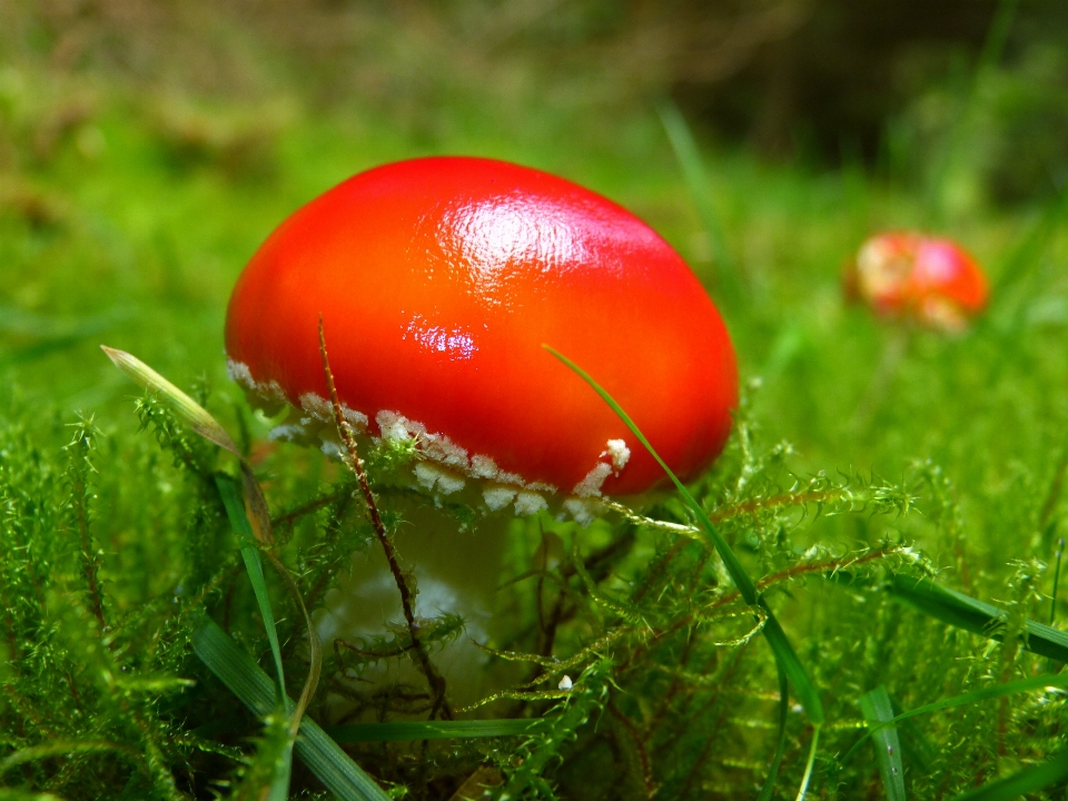 Natur wald gras anlage