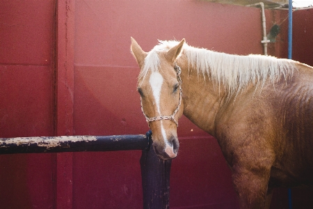 Photo Cheval mammifère étalon crinière
