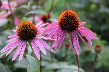 自然 植物 花 紫 写真