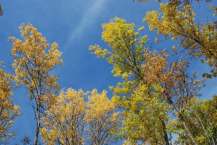 Landscape tree nature outdoor Photo