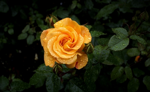 Blossom plant leaf flower Photo