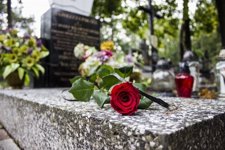 Anlage blume blütenblatt monument Foto