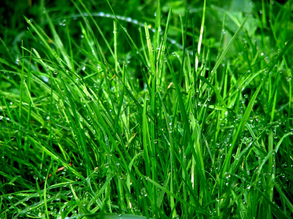 água grama orvalho plantar