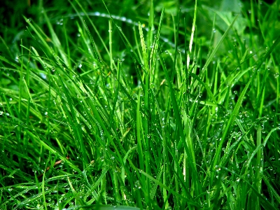 Foto Acqua erba rugiada pianta