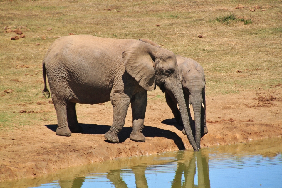 Natura selvaggia
 animali selvatici africa mammifero