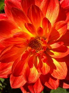 Blossom plant flower petal Photo