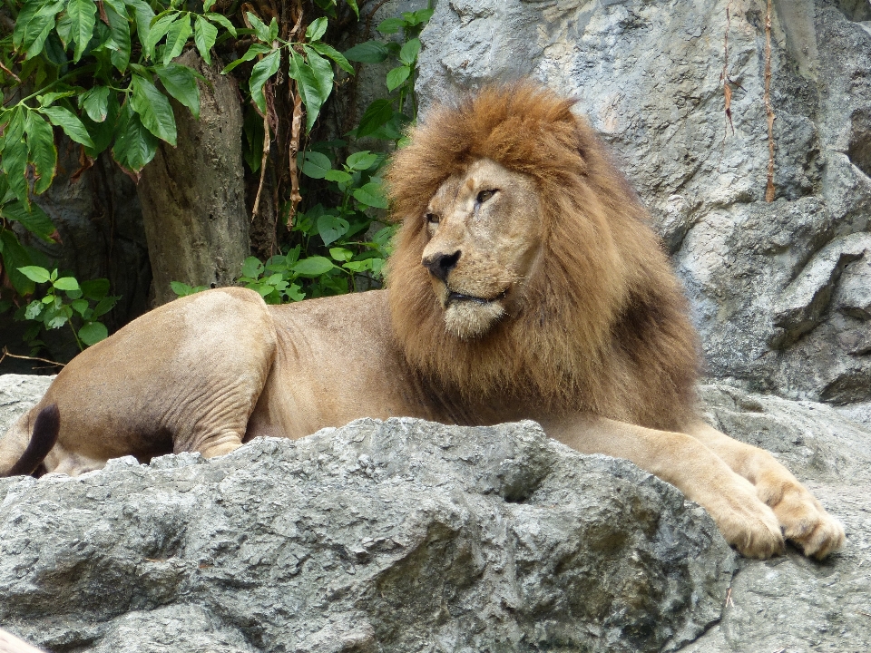 Aventure faune zoo mammifère