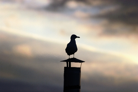 Silhouette vogel wolke himmel Foto