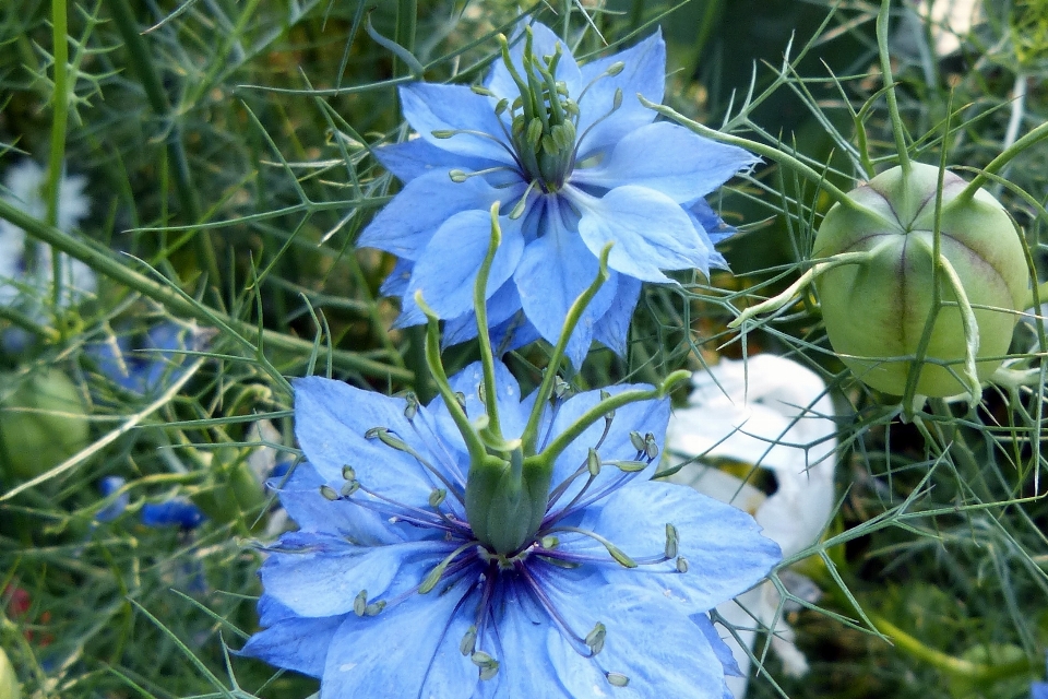 Anlage wiese
 blume essen