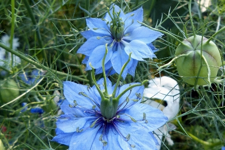 Plant meadow flower food Photo